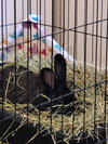Louis Bunnington - Photo 2