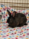 Louis Bunnington - Photo 3