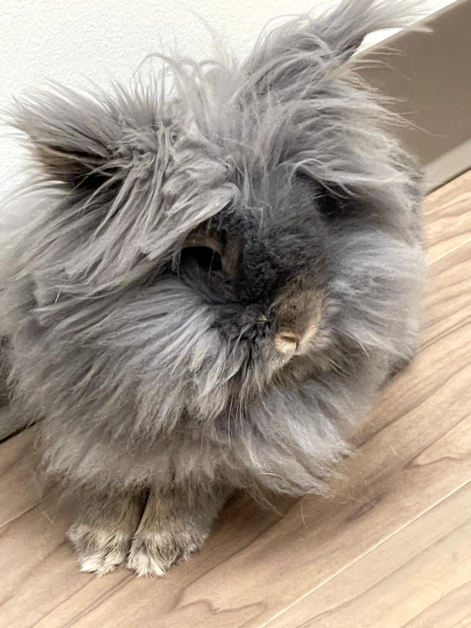 Furbie Image