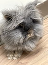 Furbie - Photo 1