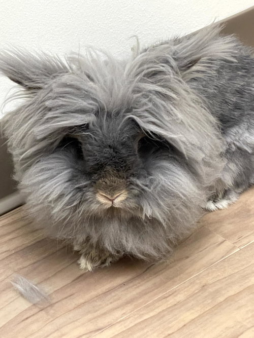 FURBIE - Jersey Wooly available for adoption