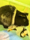 Huck and Finn - Photo 2