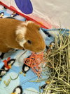 Huck and Finn - Photo 3