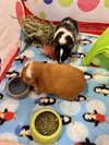 Huck and Finn - Photo 4
