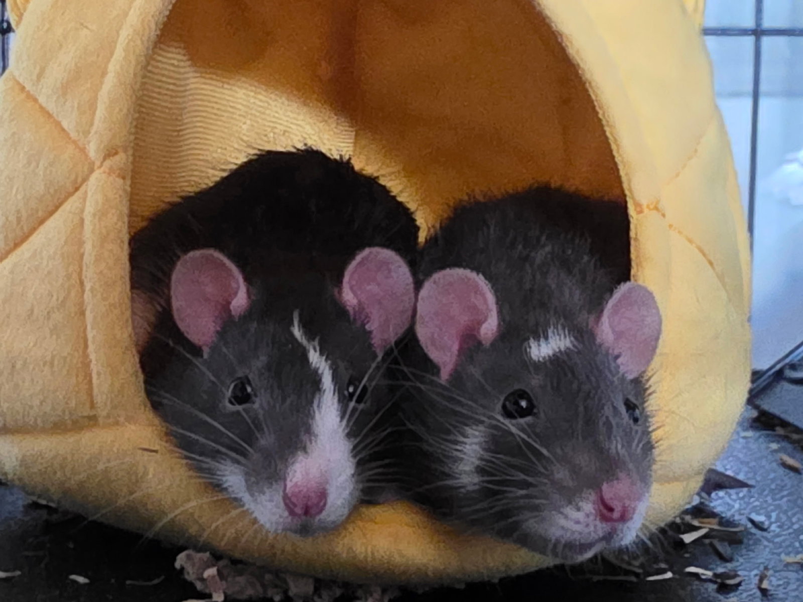Winnie and Coco Image