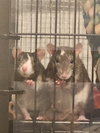 Winnie and Coco - Photo 4