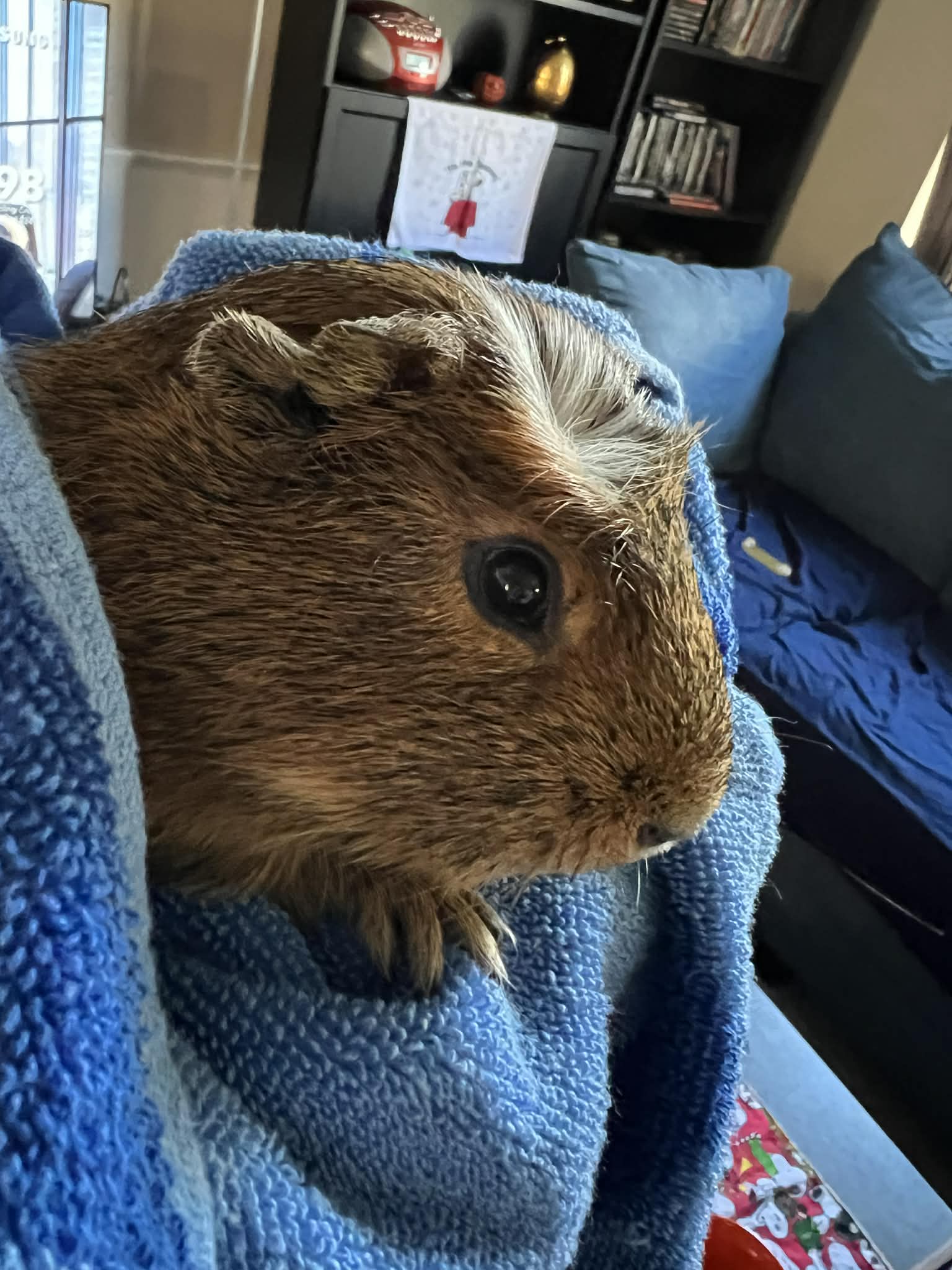 Oreo Image