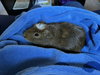 Oreo - Photo 2