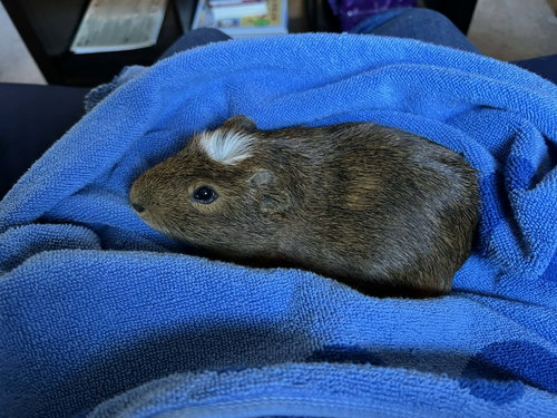 OREO - Guinea Pig available for adoption
