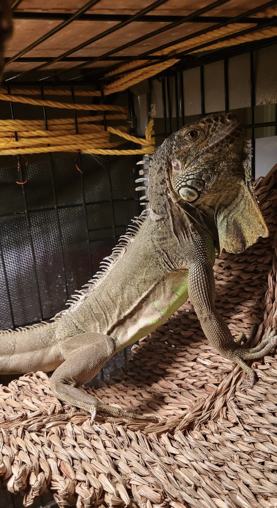 T-Rex Image