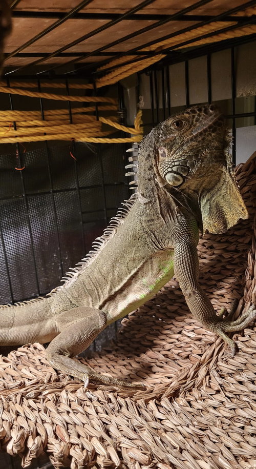 T-REX - Iguana available for adoption