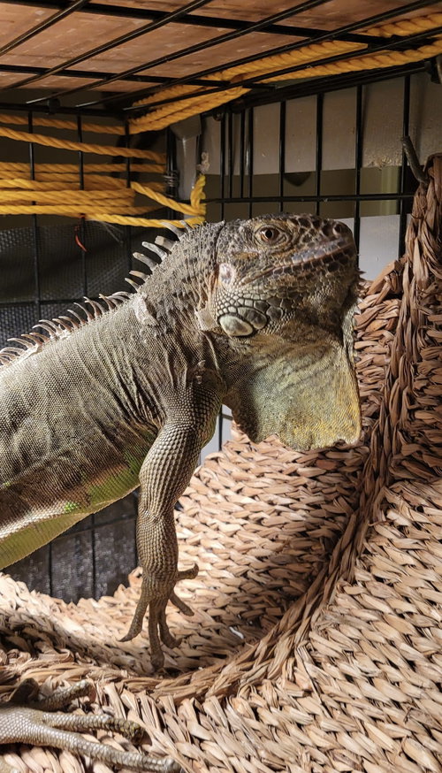 T-REX - Iguana available for adoption