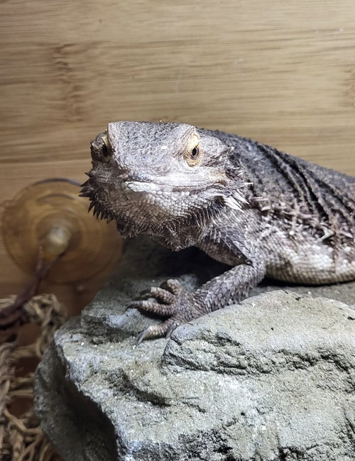 ZULE - Lizard available for adoption