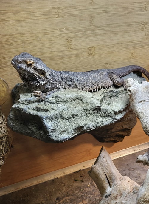 ZULE - Lizard available for adoption