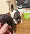 Odette, Xena, Ellie - Photo 1