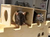 Odette, Xena, Ellie - Photo 2