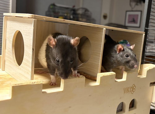 ODETTE, XENA, ELLIE - Rat available for adoption