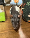 Odette, Xena, Ellie - Photo 3