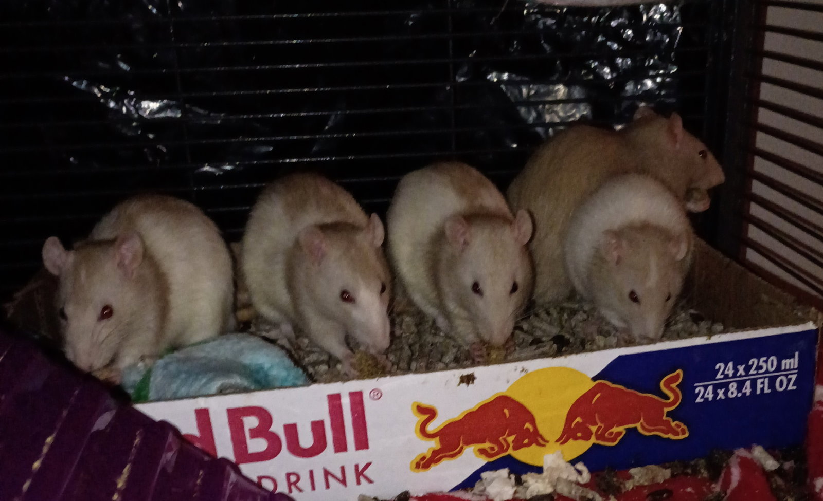 Diane, Deborah, and siblings Image