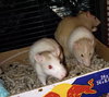 Diane, Deborah, and siblings - Photo 3