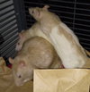 Diane, Deborah, and siblings - Photo 4