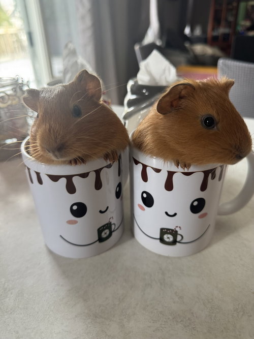 THE GUINEA PIG TWINS - Guinea Pig available for adoption