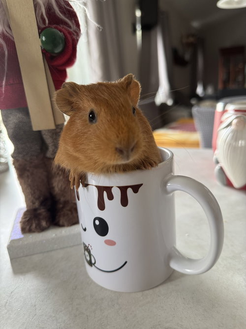 THE GUINEA PIG TWINS - Guinea Pig available for adoption