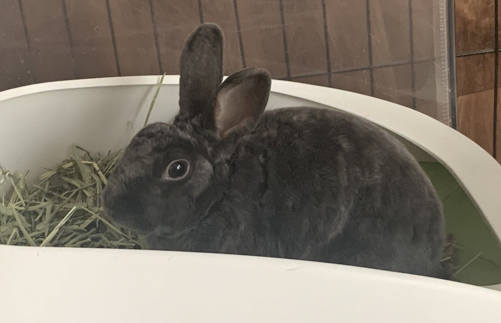 Clover Image