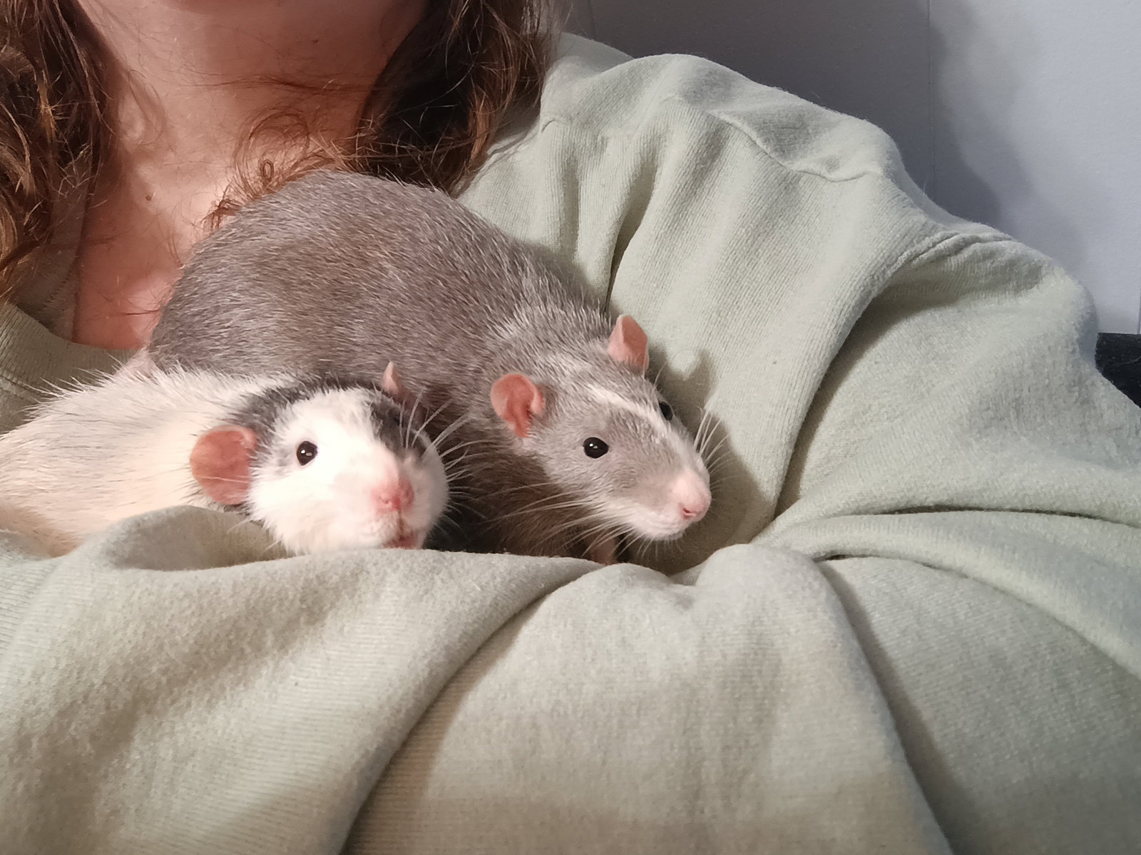 Denny and Dewey Image