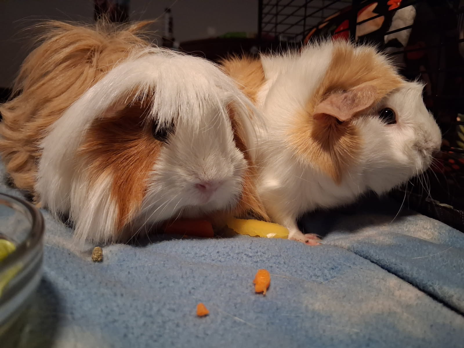 Luna and Jasmin Image