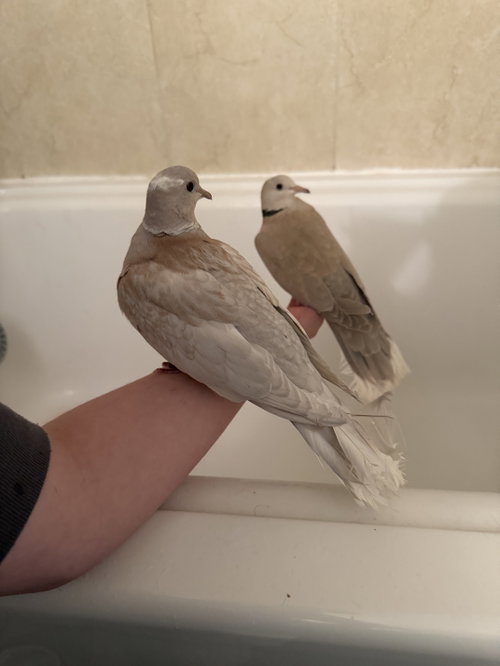 Gracie and Felix, a poultry for adoption from Fur Angels Animal Sanctuary