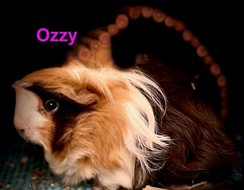 Ozzy and Bernadette Image