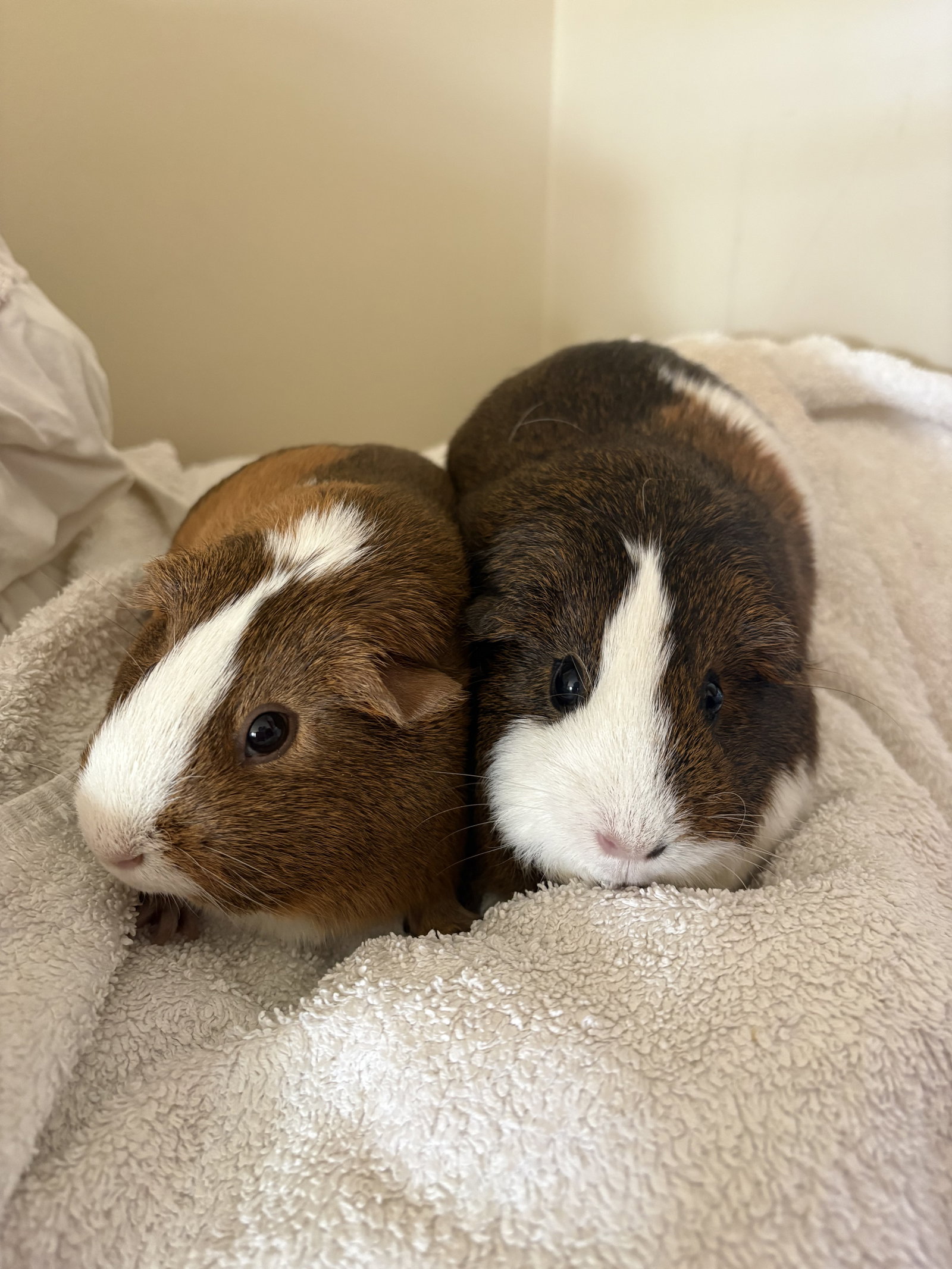 Cinnamon and Sugar Image