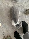 Ricotta - Photo 2