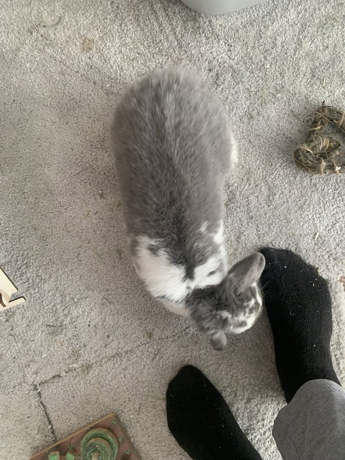 RICOTTA - Mini Lop available for adoption