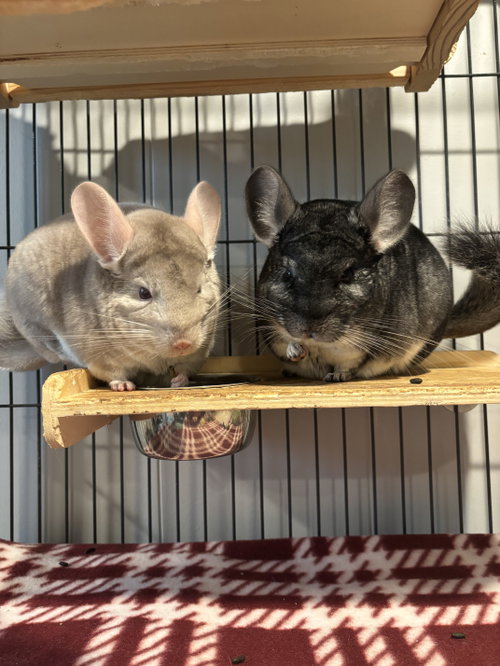 Salt and Pepper