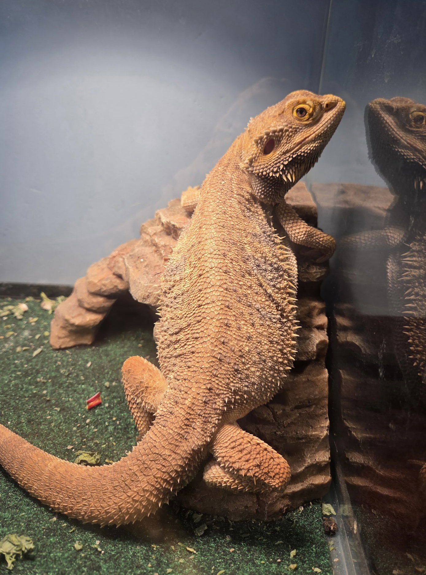 Mr Lizard Image