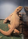 Mr Lizard - Photo 1