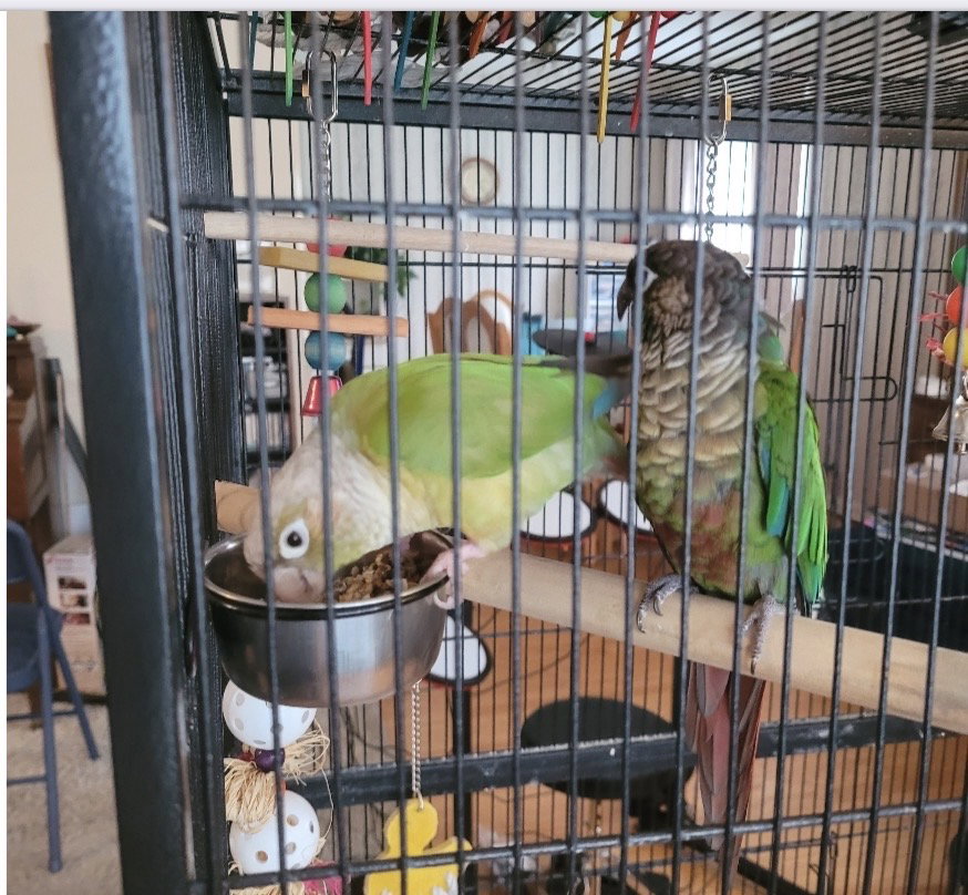 Olive and Basil