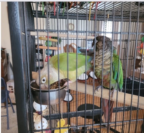 Olive and Basil, a parrot for adoption from Fur Angels Animal Sanctuary