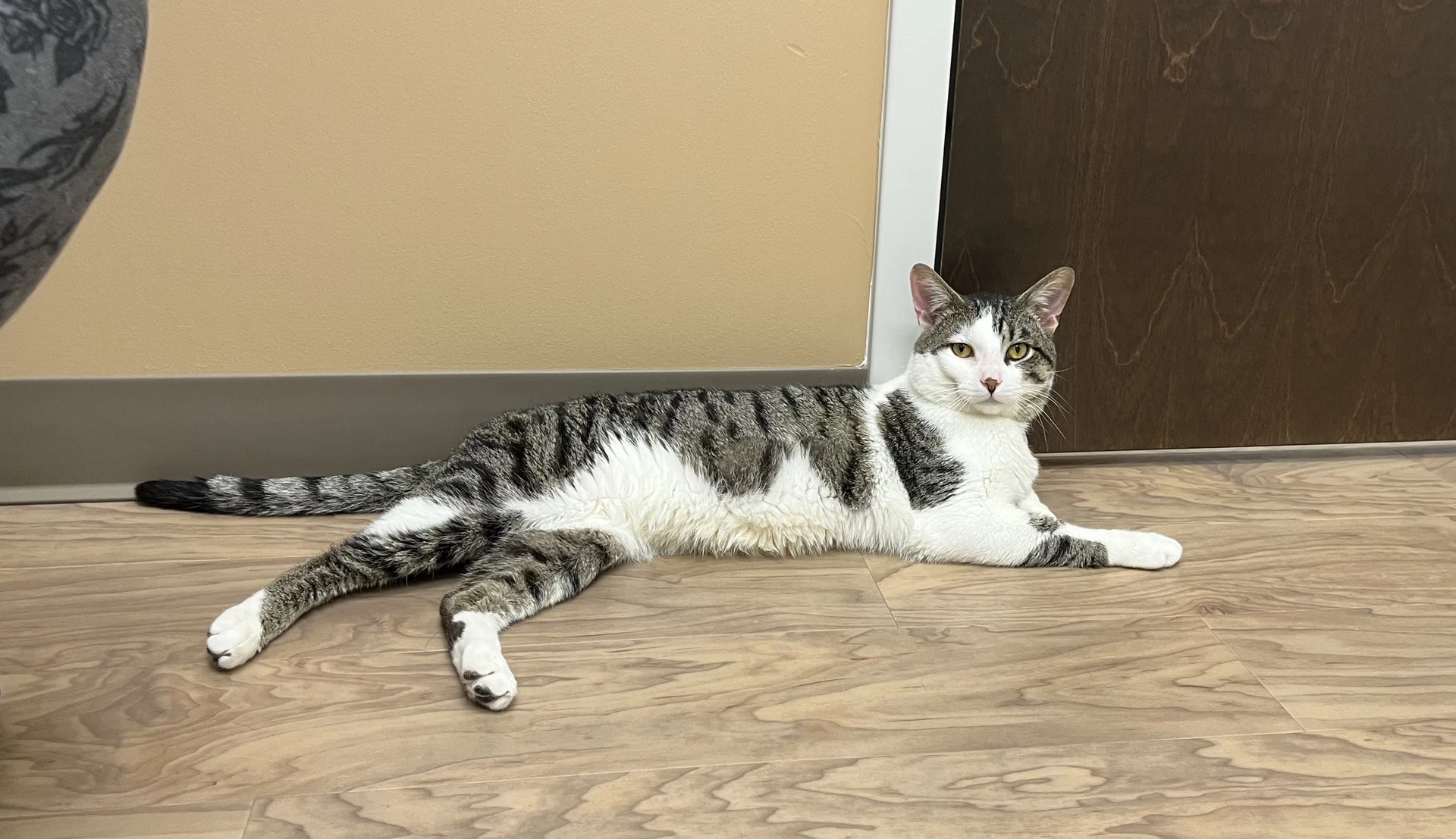 Artemis