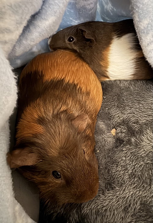 Penny and Candy