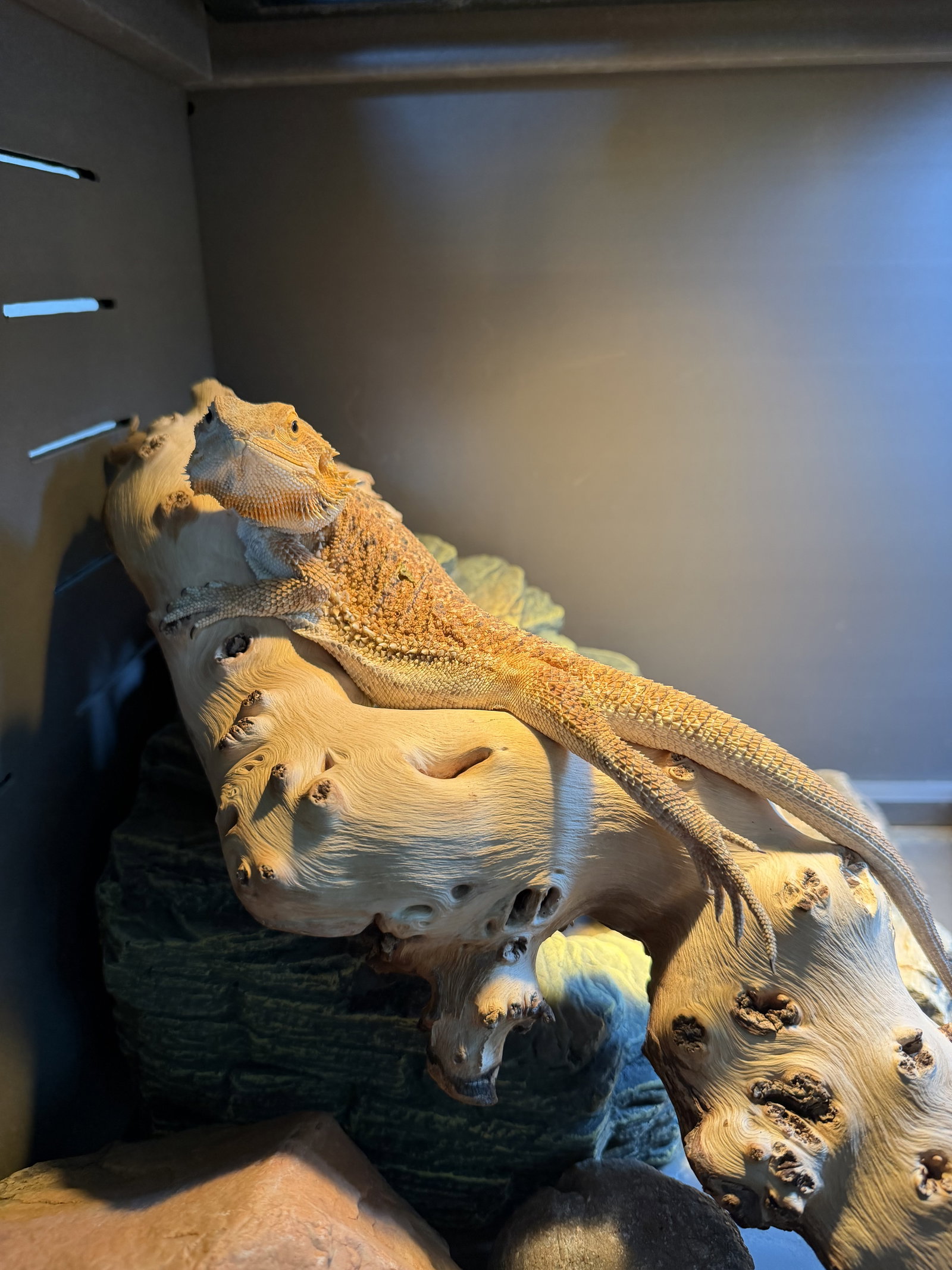 Dune, photo 4