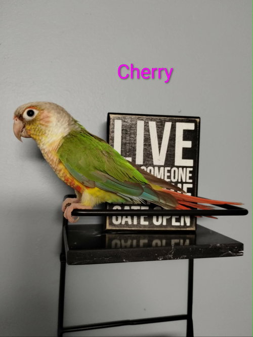 Cherry and Bibi