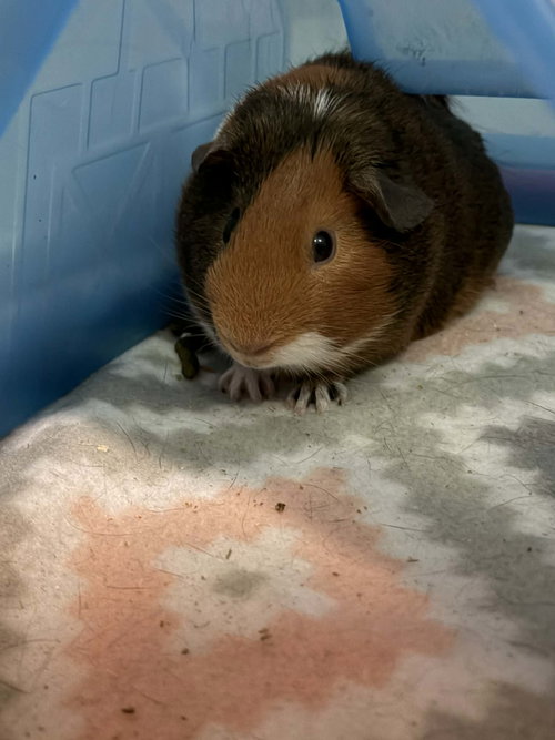 Reese and Cookie