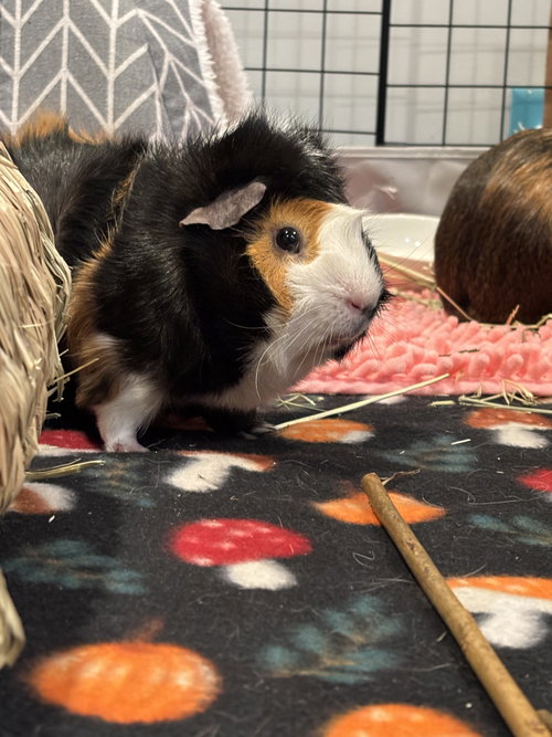Photo 2 of Twix and Cookie