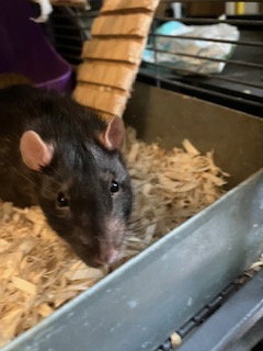 Luigi, photo 2