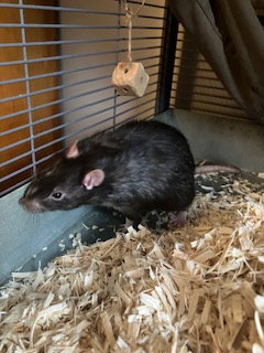 Photo 4 of Luigi