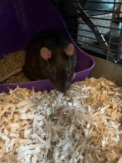 Luigi, photo 5