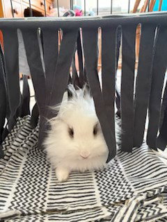 Bo, a rabbit for adoption from Fur Angels Animal Sanctuary
